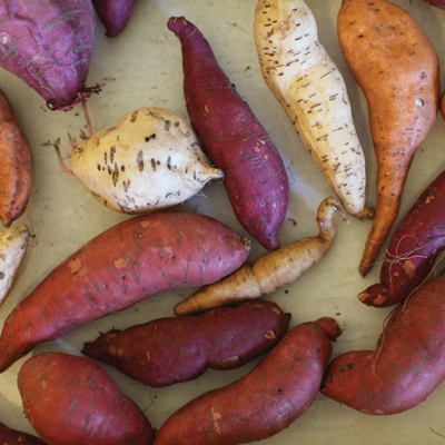 A new way to propagate sweet potatoes